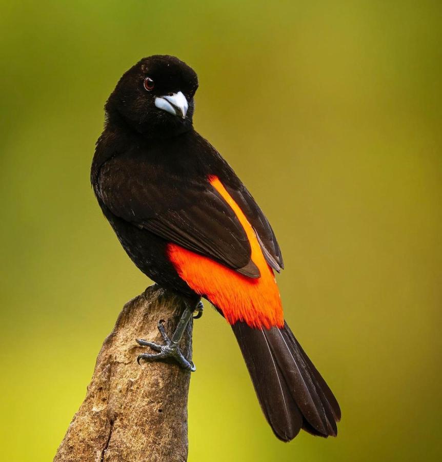 Casita El Sonido De Las Aves Uvita Zewnętrze zdjęcie